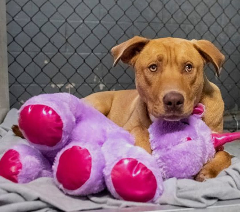 The Story Of How A Stray Dog Got A Stuffed Unicorn - Vfastories