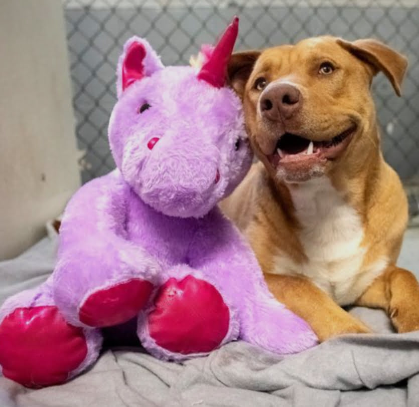 The Story Of How A Stray Dog Got A Stuffed Unicorn - Vfastories