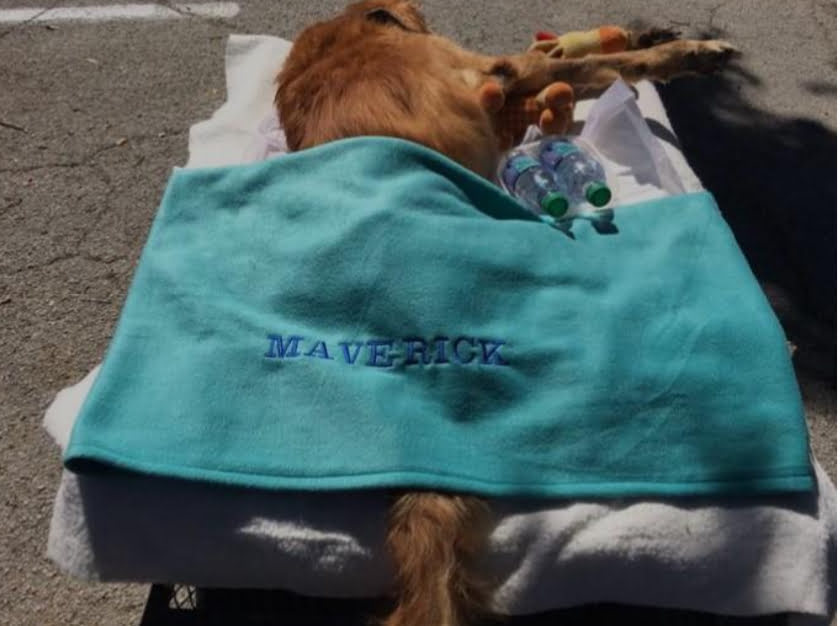 The Ill Dog's Miraculous Recovery From His Final Town Ride - Vfastories